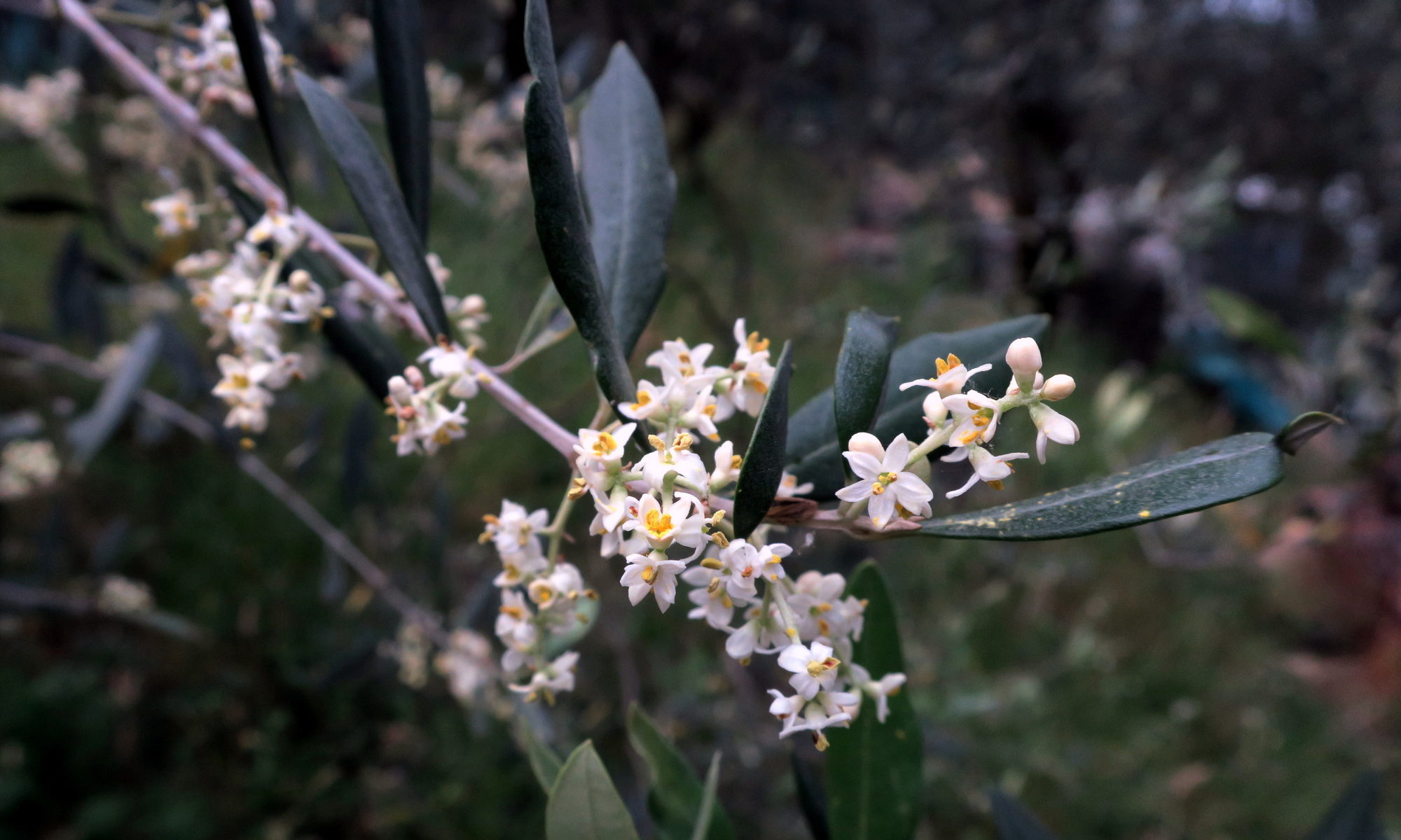 Olivenblüten