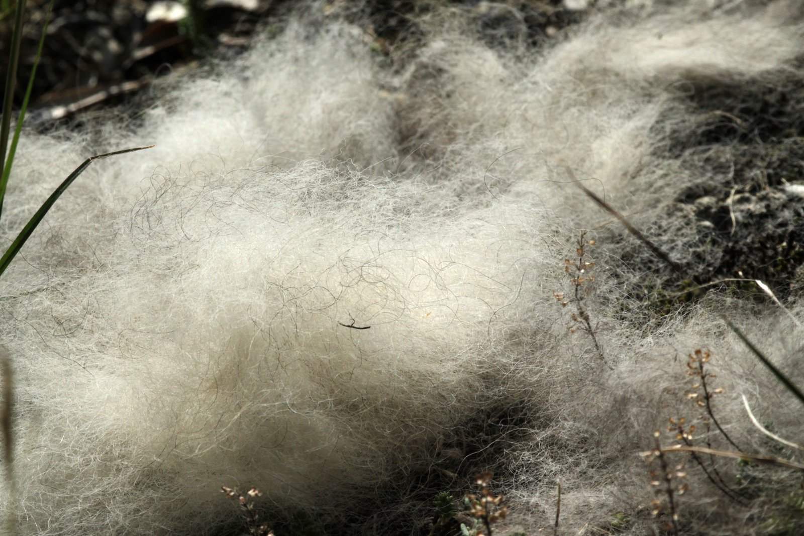 Haare vom Bär?