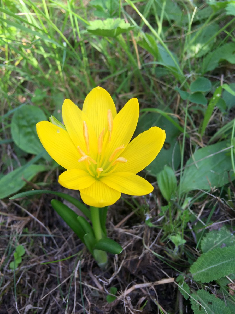 Herbstkrokus