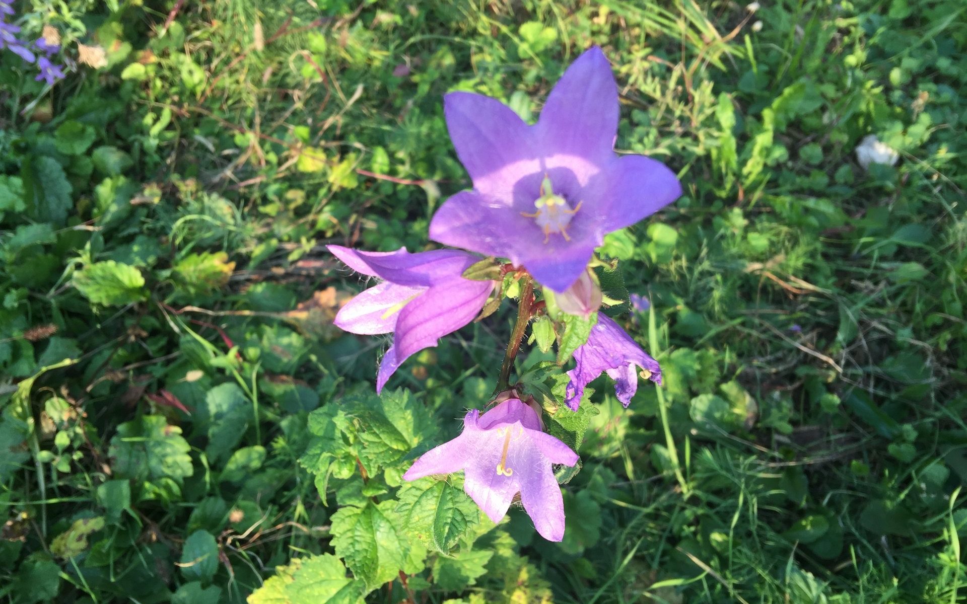 Breitblätterige Glockenblume