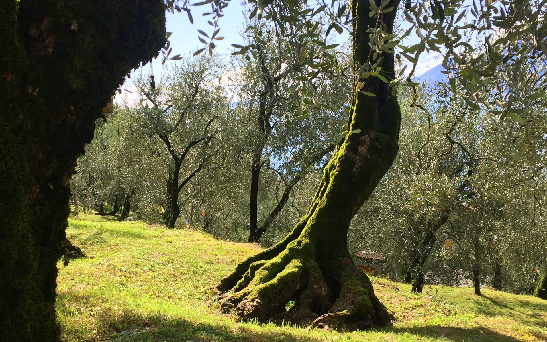 sattes Grün nach dem Regen